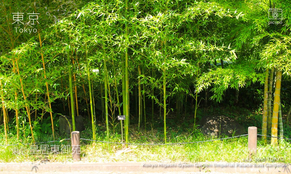 皇居 東御苑の竹林