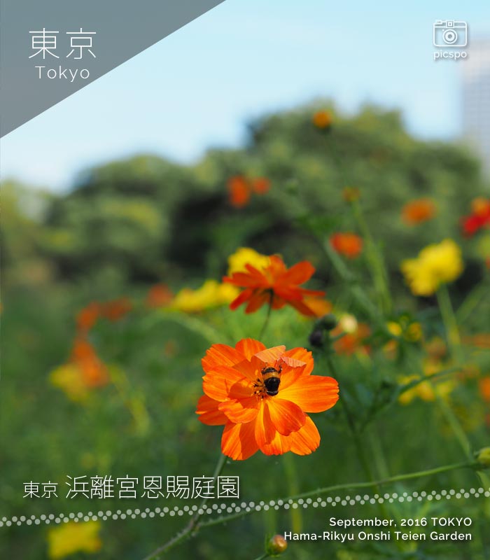 Hama Rikyu Onshi Teien Garden (浜離宮恩賜庭園) flower field