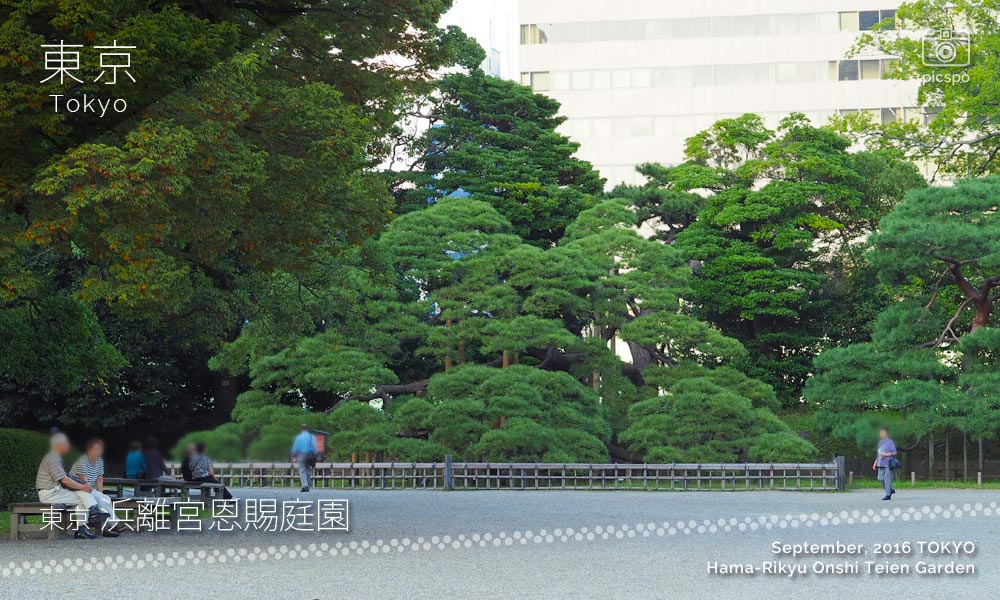 Hama Rikyu Onshi Teien Garden (浜離宮恩賜庭園) pine