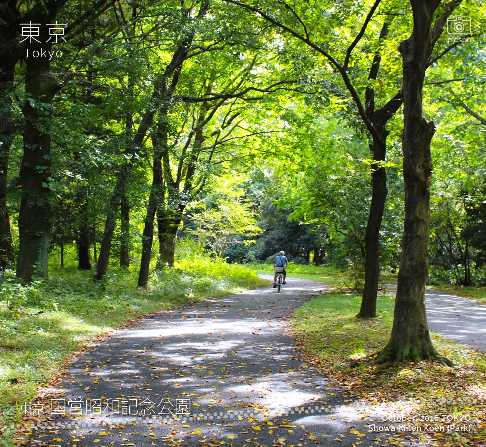 昭和記念公園のサイクリングロード
