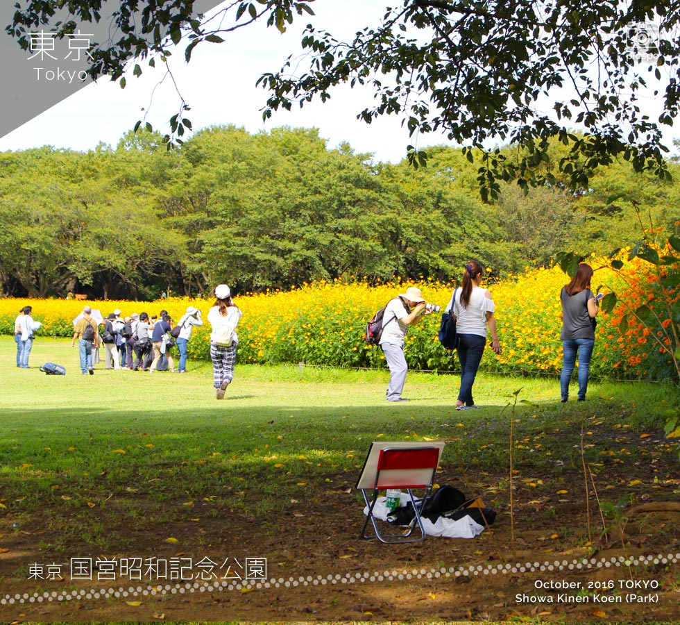 Showa Kinen Park (昭和記念公園) Open field