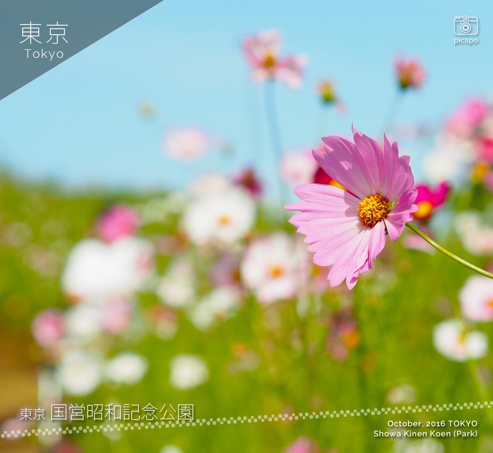 昭和記念公園の花の丘
