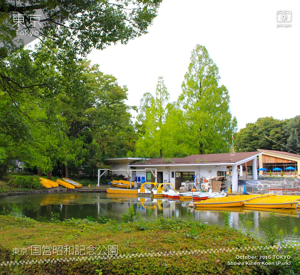 昭和記念公園の水鳥の池