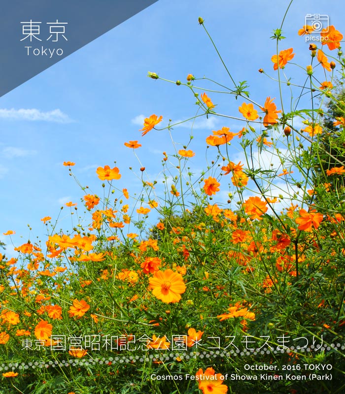 昭和記念公園のコスモスまつり：キバナコスモス
