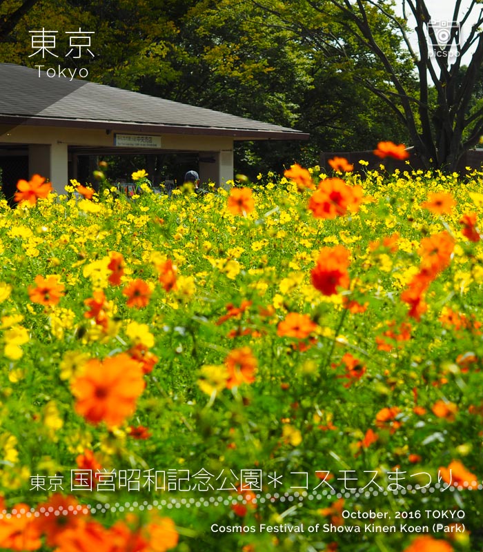 昭和記念公園のコスモスまつり：東花畑のキバナコスモス