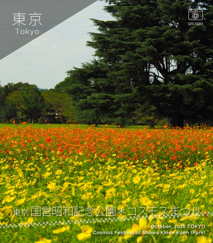 昭和記念公園のコスモスまつり：東花畑のキバナコスモス