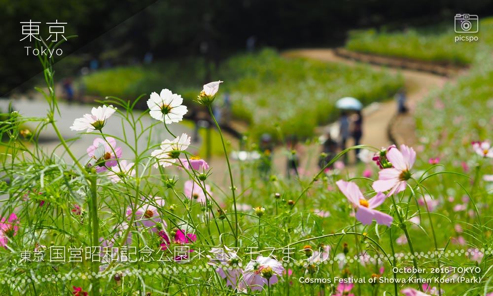 昭和記念公園のコスモスまつり：花の丘