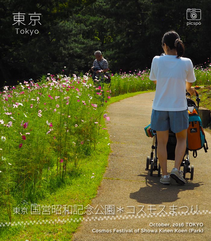 昭和記念公園のコスモスまつり：花の丘