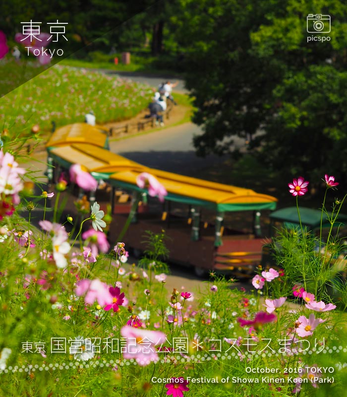Showa Kinen Park's (昭和記念公園) Cosmos Festival：Flower Hill