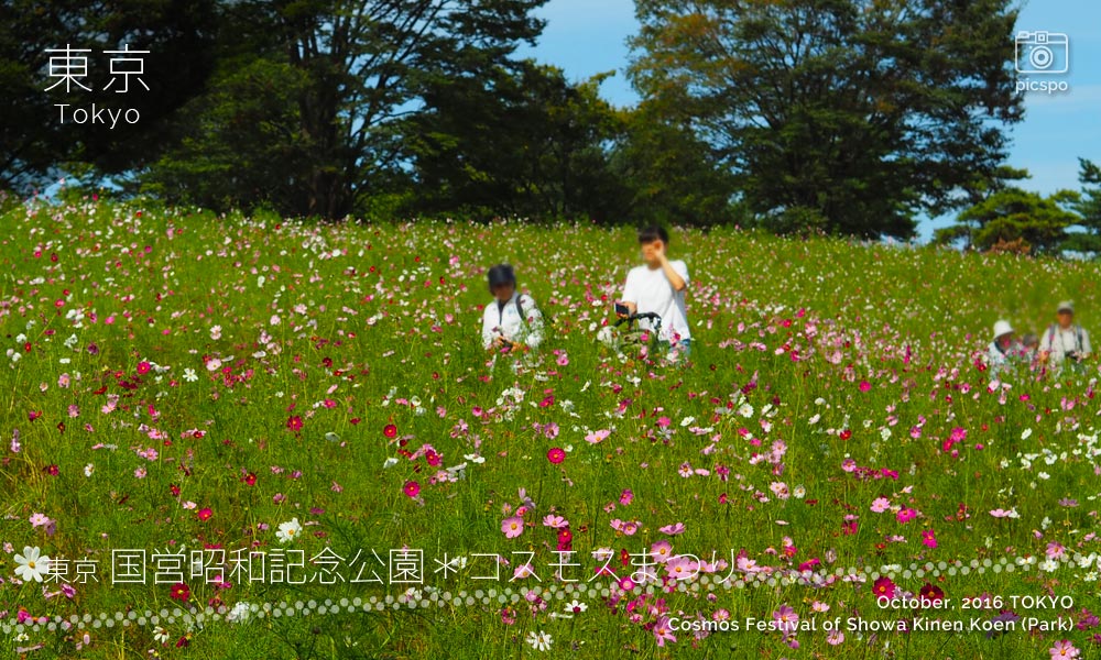 Showa Kinen Park's (昭和記念公園) Cosmos Festival：Flower Hill
