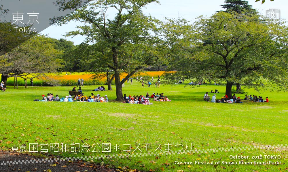 昭和記念公園のコスモスまつり：東花畑