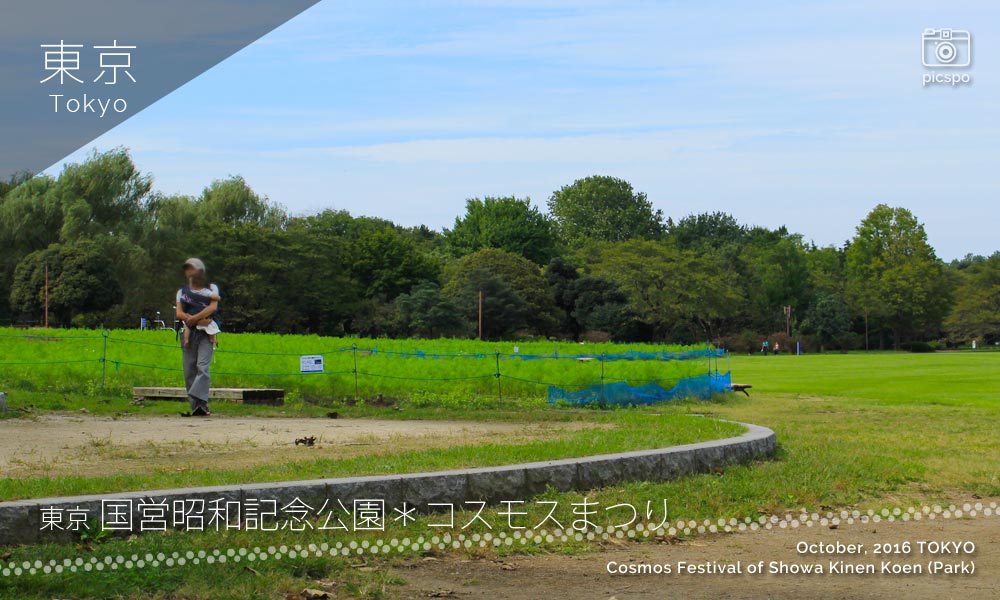 昭和記念公園のコスモスまつり：西花畑