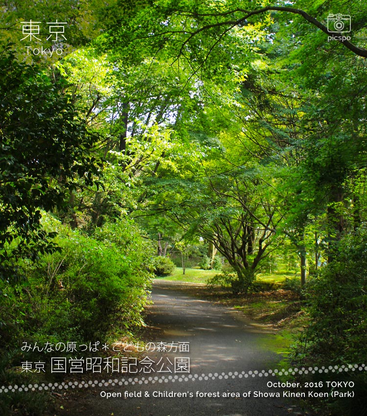 昭和記念公園の紅葉の森