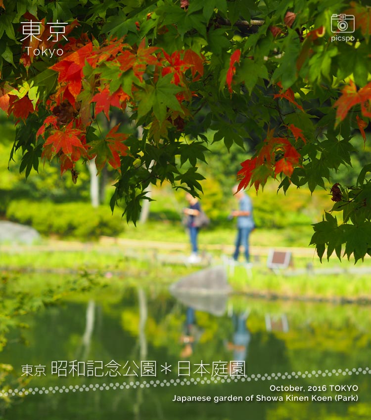 昭和記念公園：日本庭園の池