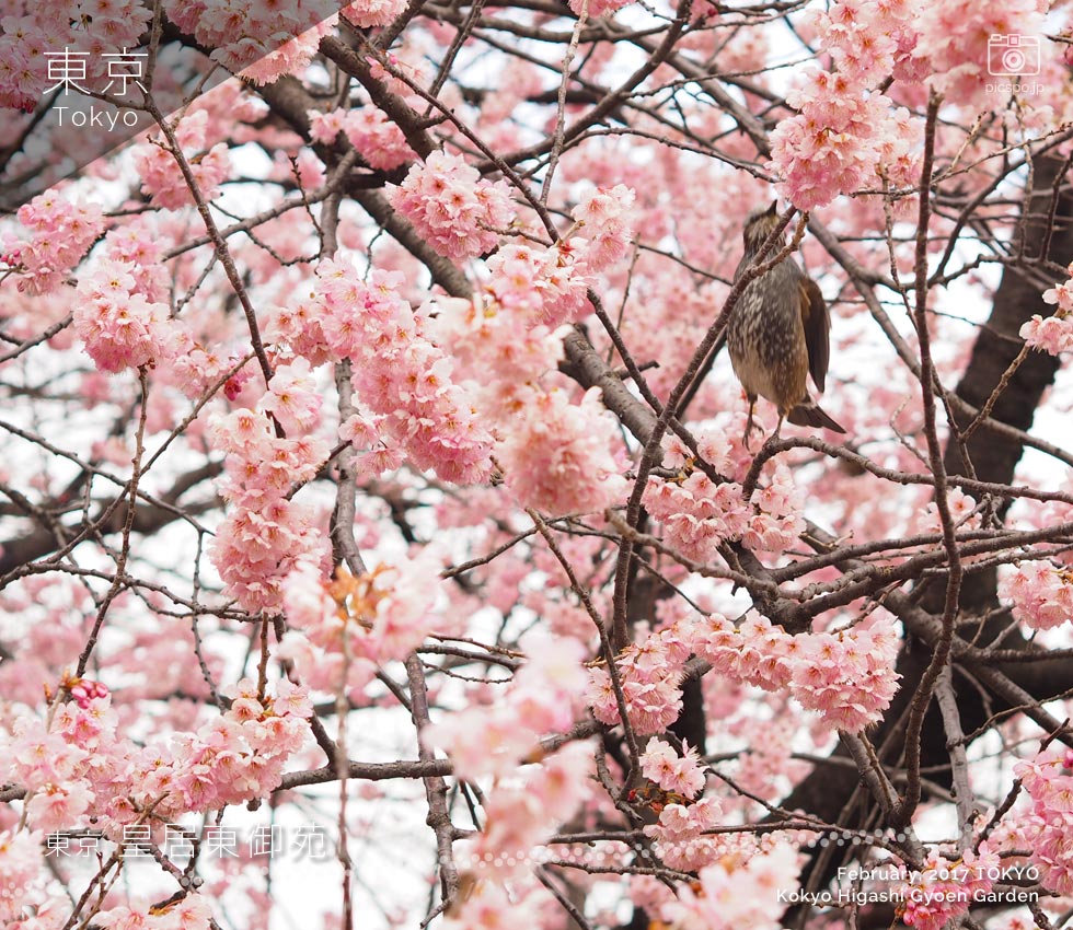 皇居東御苑で見る寒桜