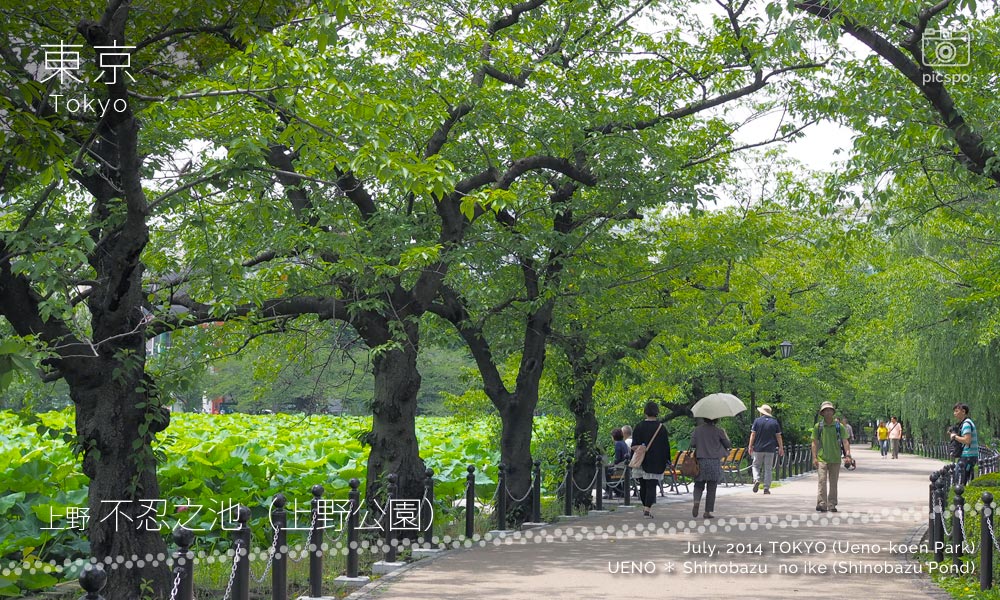 上野不忍池の遊歩道