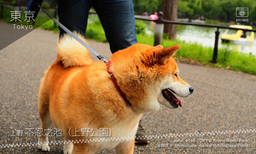 上野不忍池で会った柴犬のまるくん