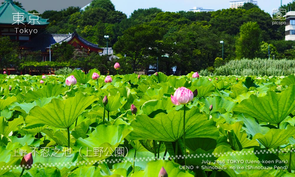 上野不忍池の蓮の花