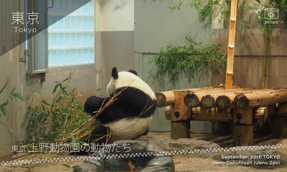 上野動物園のパンダ☆リーリー