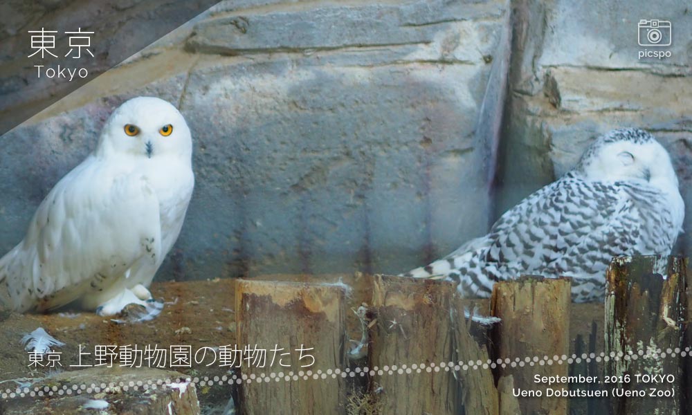 上野動物園のシロフクロウ