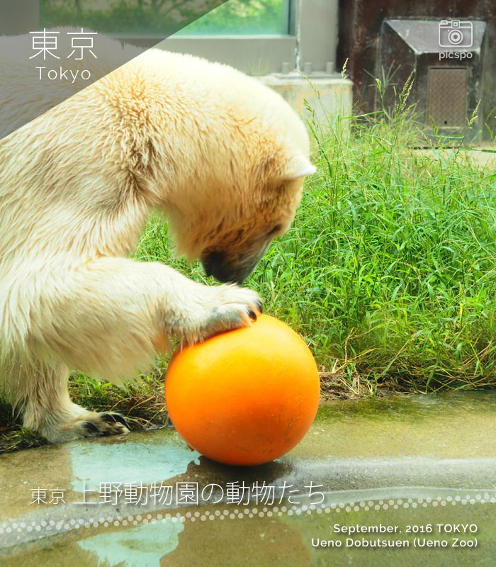 上野動物園のホッキョクグマ