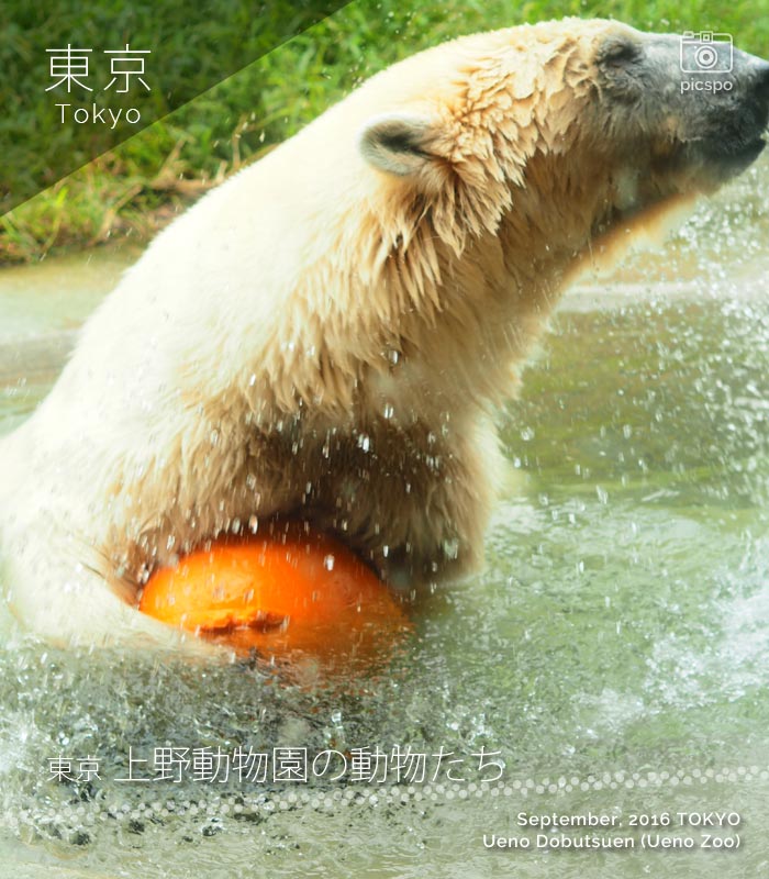 上野動物園のホッキョクグマ