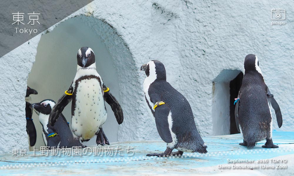 上野動物園のペンギン