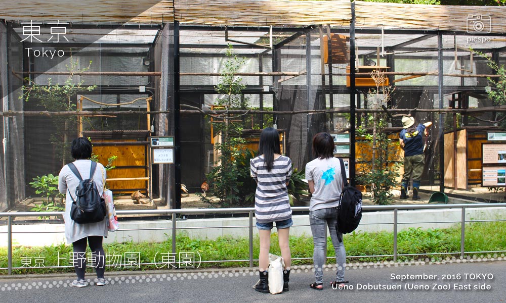 上野動物園･東園のキジやハト