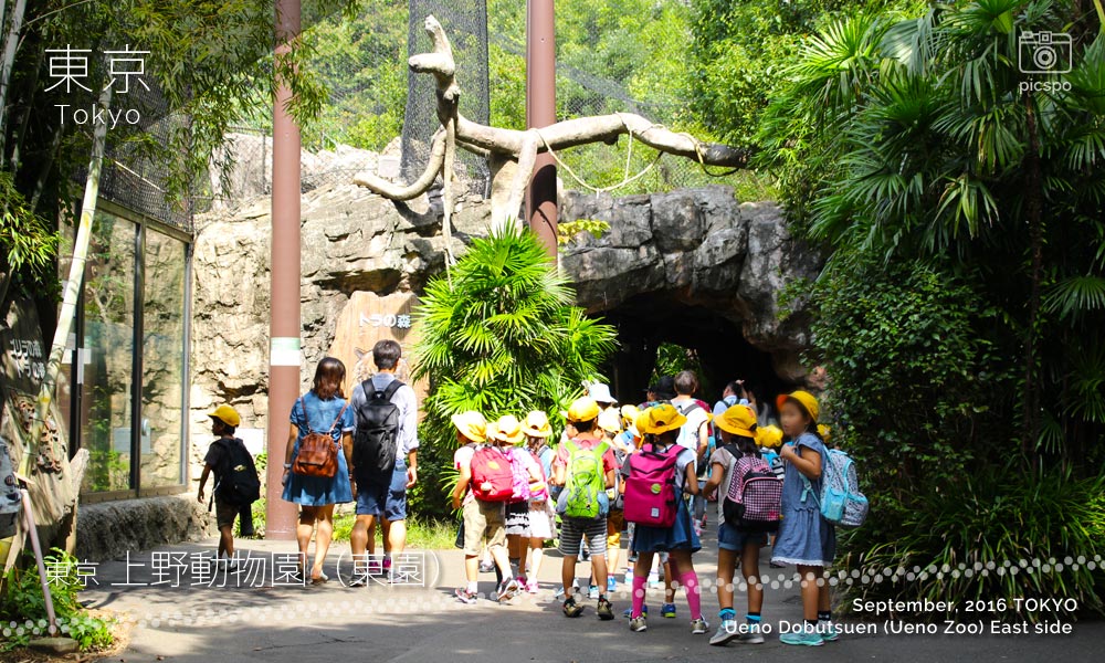 上野動物園･東園のゴリラ･トラの住む森