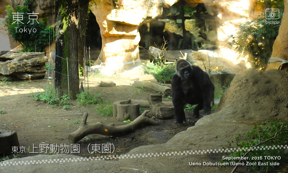 上野動物園･東園のゴリラ