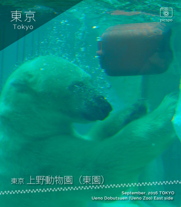 上野動物園･東園のホッキョクグマ