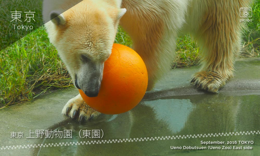 上野動物園･東園のホッキョクグマ