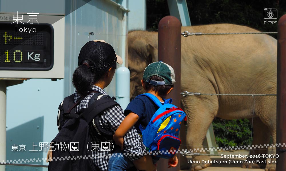 上野動物園･東園のゾウの体重計
