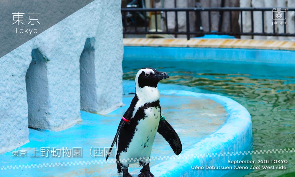 上野動物園･西園のケープペンギン