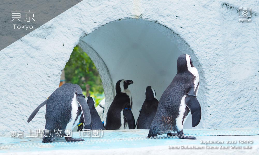 上野動物園･西園のケープペンギン