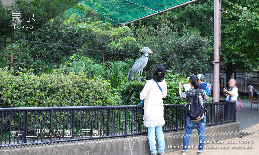 上野動物園･西園のハシビロコウ