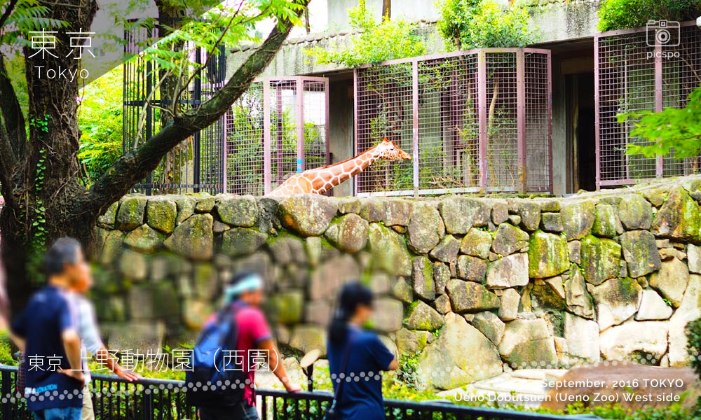 上野動物園･西園のキリン