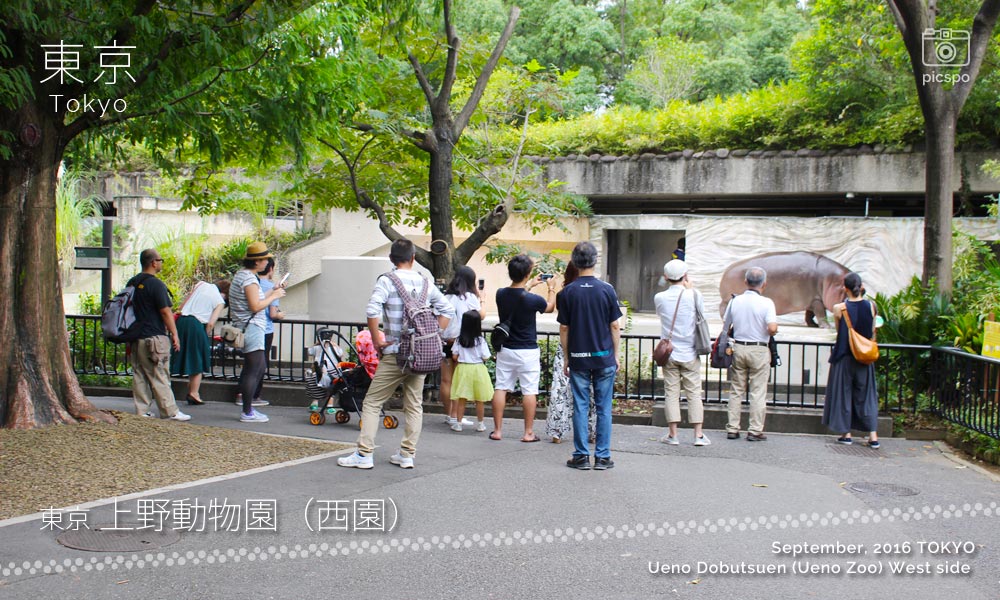 上野動物園･西園のカバ