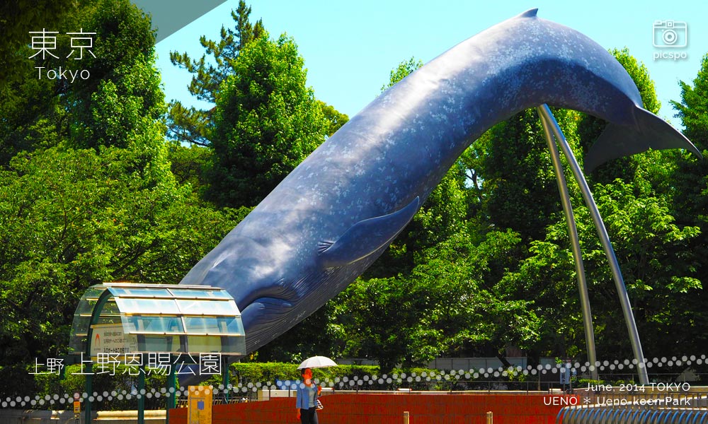 上野公園のシロナガスクジラ