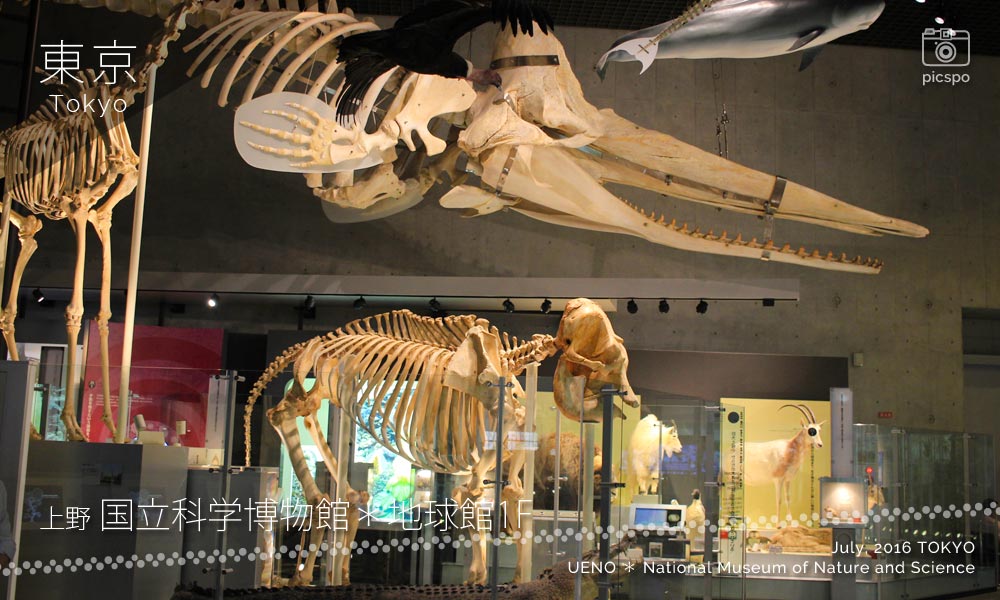 国立科学博物館･地球館の巨大な骨格標本