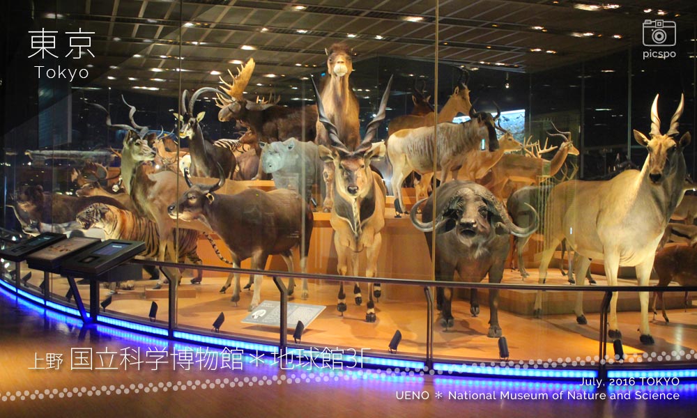 国立科学博物館･地球館3Fの大地を駆け抜ける生命 哺乳類剥製標本