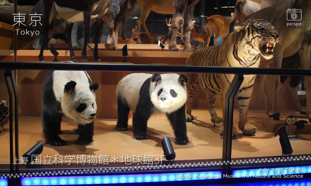 国立科学博物館･地球館3Fのジャイアントパンダの剥製