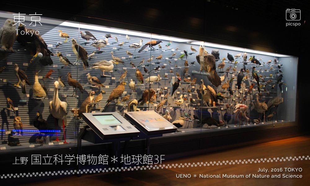 国立科学博物館･地球館3Fの鳥類の剥製