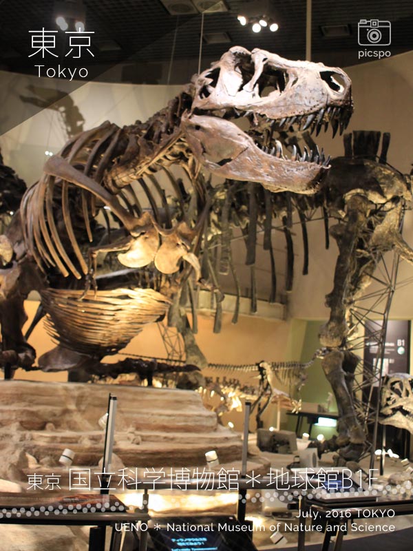 国立科学博物館･地球館B1Fのティラノサウルス