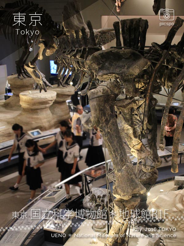 国立科学博物館･地球館B1Fのアパトサウルス