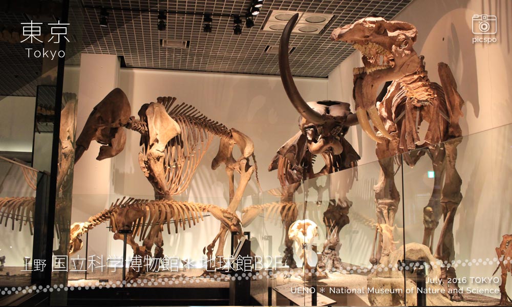国立科学博物館･地球館B2Fの骨格標本