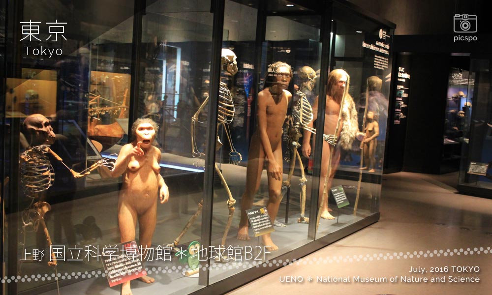 国立科学博物館･地球館B2Fの生物の進化