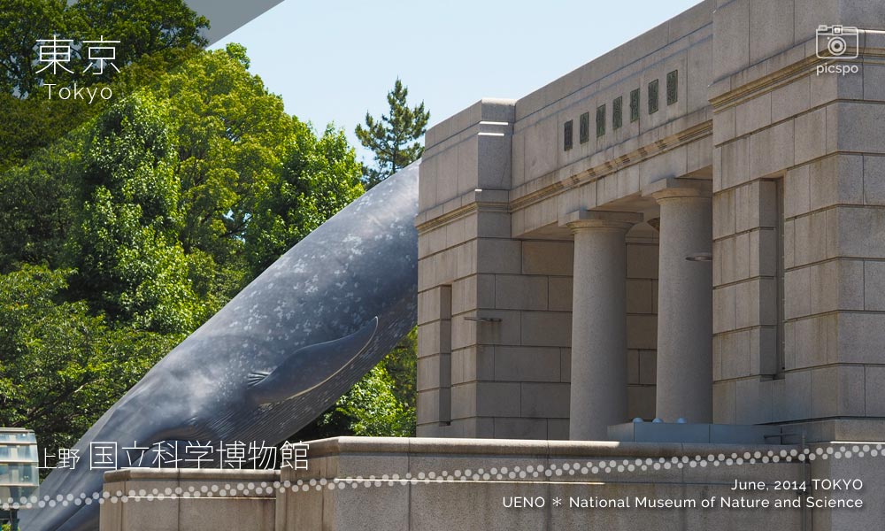 国立科学博物館のシロナガスクジラ実物大模型