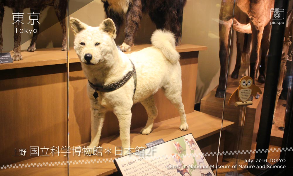 国立科学博物館の日本人が育んだ生き物たち