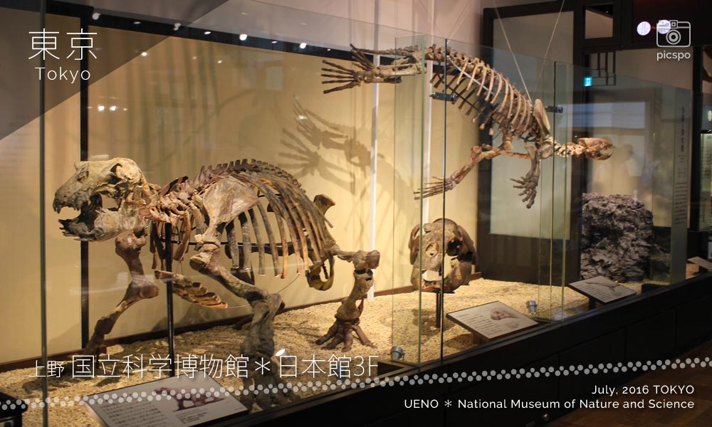 国立科学博物館のパレオパラドキシアとアロデスムス